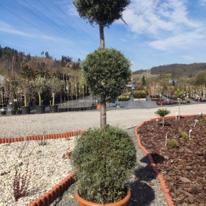 Cypruštek arizónsky (Cupressus arizonica) ´FASTIGIATA´ (-13°C) - výška 140-150cm, kont. C30L - SNEHULIAK